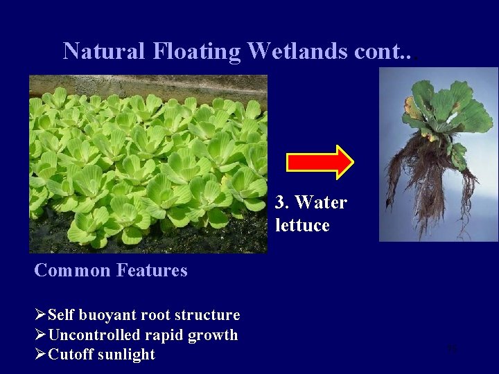 Natural Floating Wetlands cont. . . 3. Water lettuce Common Features ØSelf buoyant root