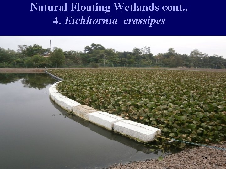 Natural Floating Wetlands cont. . 4. Eichhornia crassipes 76 