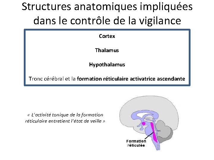 Structures anatomiques impliquées dans le contrôle de la vigilance Cortex Thalamus Hypothalamus Tronc cérébral