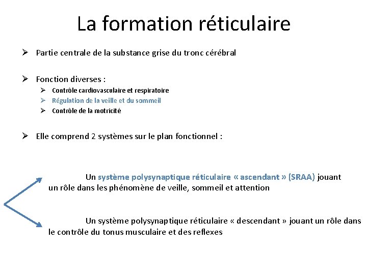 La formation réticulaire Ø Partie centrale de la substance grise du tronc cérébral Ø