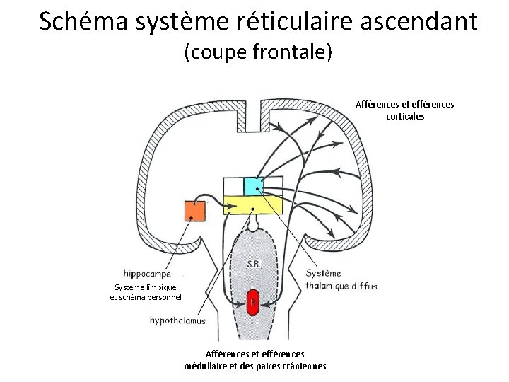Schéma système réticulaire ascendant (coupe frontale) Afférences et efférences corticales Système limbique et schéma