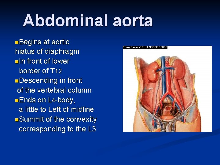 Abdominal aorta n. Begins at aortic hiatus of diaphragm n. In front of lower