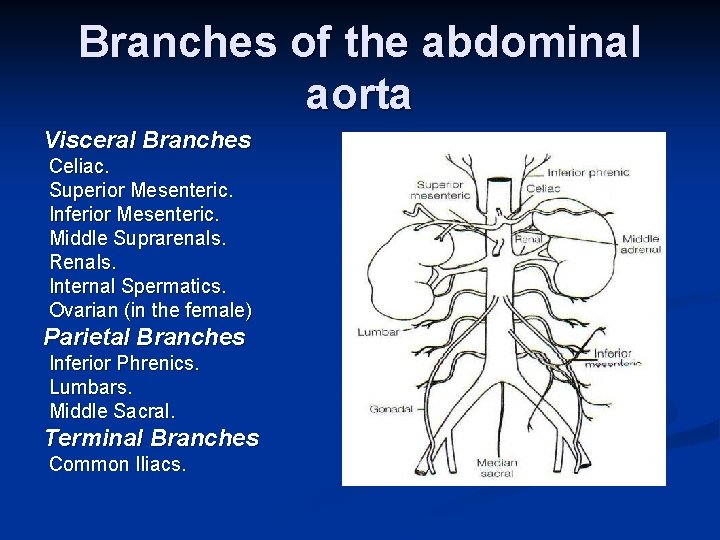 Branches of the abdominal aorta Visceral Branches Celiac. Superior Mesenteric. Inferior Mesenteric. Middle Suprarenals.