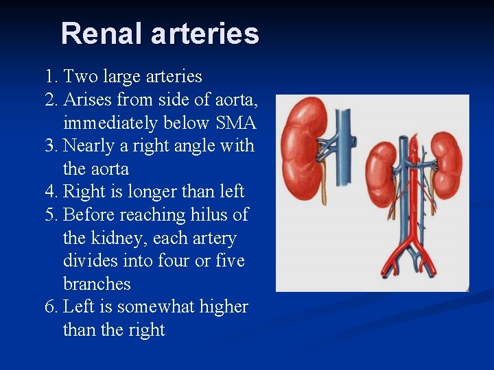 Renal arteries 1. Two large arteries 2. Arises from side of aorta, immediately below
