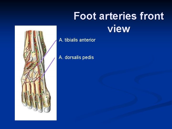 Foot arteries front view A. tibialis anterior A. dorsalis pedis 