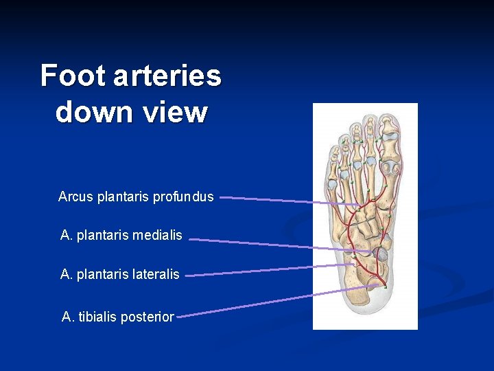 Foot arteries down view Arcus plantaris profundus A. plantaris medialis A. plantaris lateralis A.