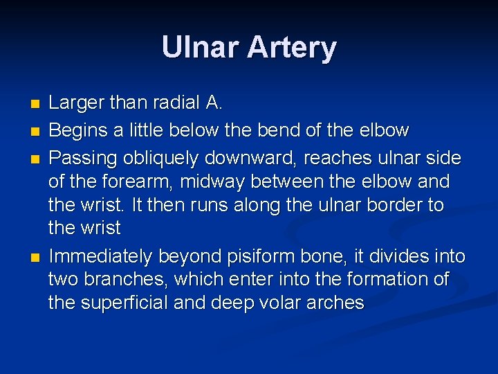 Ulnar Artery n n Larger than radial A. Begins a little below the bend