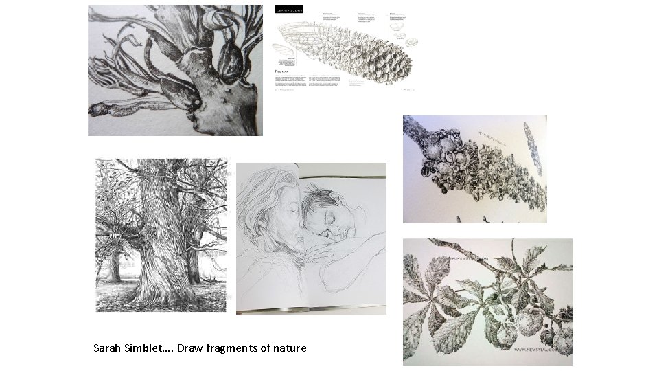 Sarah Simblet…. Draw fragments of nature 