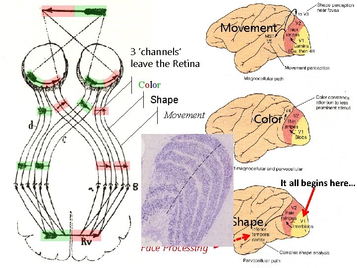 Movement 3 ‘channels’ leave the Retina Color Shape Movement Color Each channel is destined