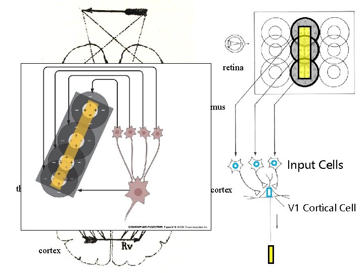 retina thalamus Input Cells thalamus cortex V 1 Cortical Cell cortex 