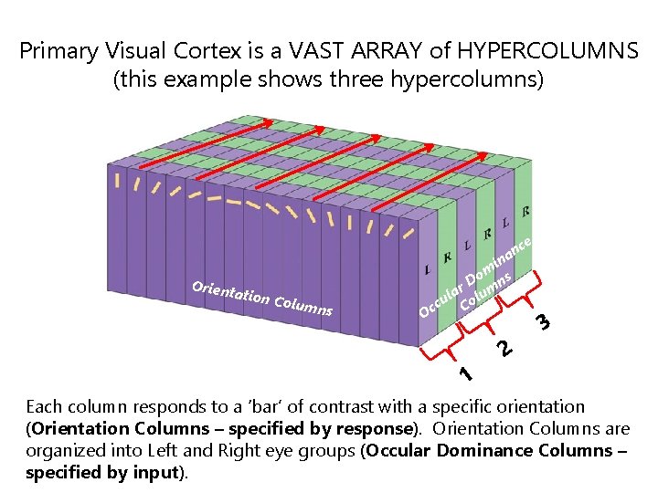 Primary Visual Cortex is a VAST ARRAY of HYPERCOLUMNS (this example shows three hypercolumns)