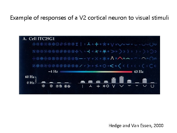 Example of responses of a V 2 cortical neuron to visual stimuli Hedge and