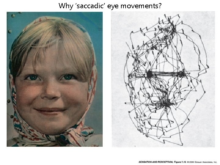 Why ‘saccadic’ eye movements? 