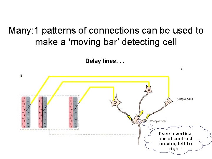 Many: 1 patterns of connections can be used to make a ‘moving bar’ detecting