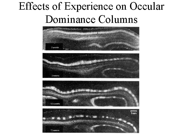 Effects of Experience on Occular Dominance Columns 