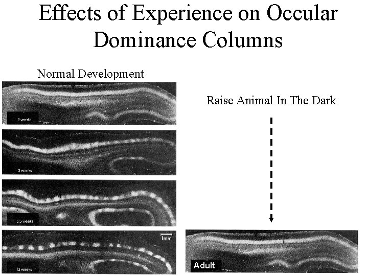 Effects of Experience on Occular Dominance Columns Normal Development Raise Animal In The Dark