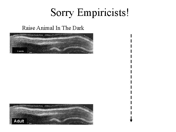 Sorry Empiricists! Raise Animal In The Dark Adult 