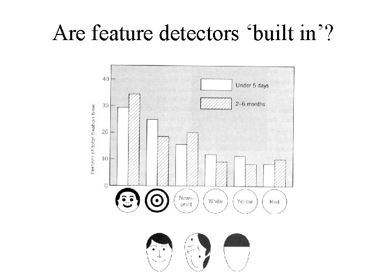 Are feature detectors ‘built in’? 