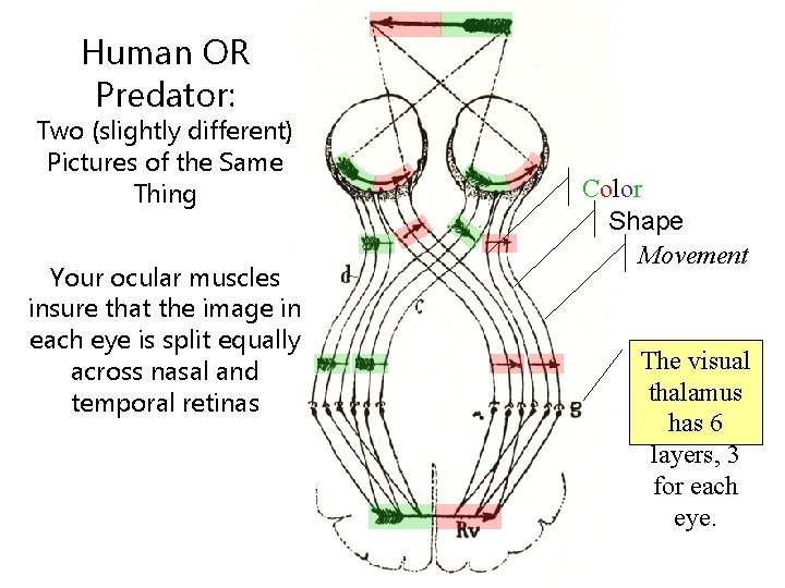 Human OR Predator: Two (slightly different) Pictures of the Same Thing Your ocular muscles