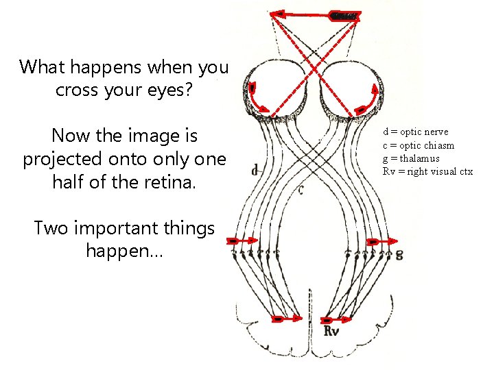 What happens when you cross your eyes? Now the image is projected onto only