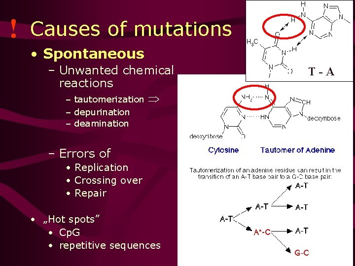 ! Causes of mutations • Spontaneous – Unwanted chemical reactions – tautomerization T-A –