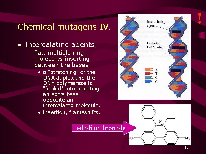 ! Chemical mutagens IV. • Intercalating agents – flat, multiple ring molecules inserting between