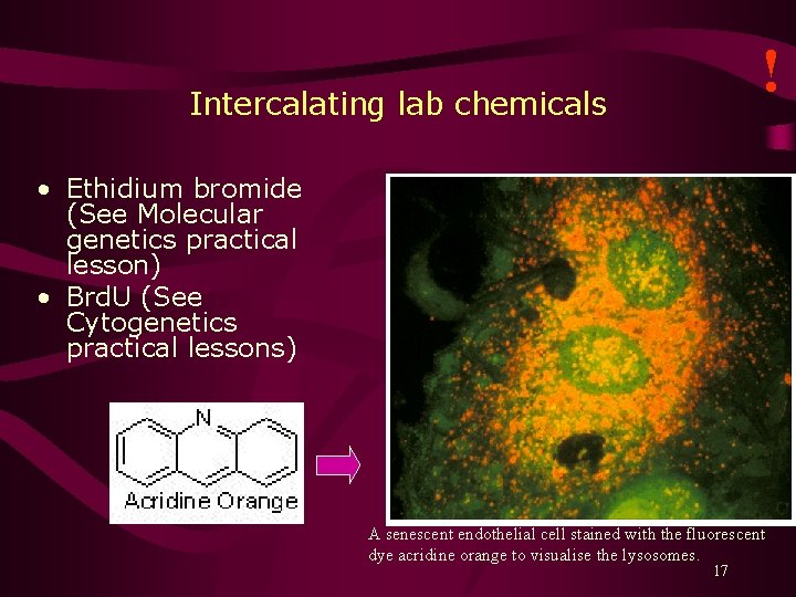 ! Intercalating lab chemicals • Ethidium bromide (See Molecular genetics practical lesson) • Brd.