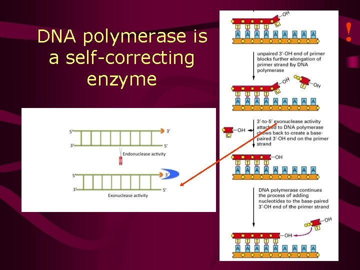 ! DNA polymerase is a self-correcting enzyme 22 