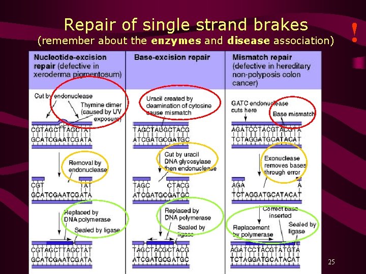 Repair of single strand brakes (remember about the enzymes and disease association) 25 !