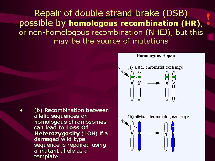 Repair of double strand brake (DSB) possible by homologous recombination (HR), or non-homologous recombination