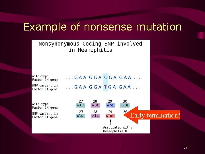 Example of nonsense mutation Early termination! 37 