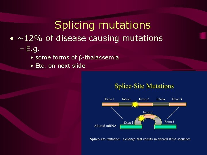Pre-m. RNA Splicing mutations • ~12% of disease causing mutations – E. g. •