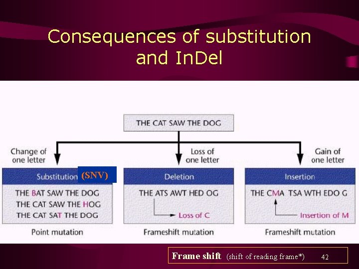 Consequences of substitution and In. Del (SNV) Frame shift (shift of reading frame*) 42