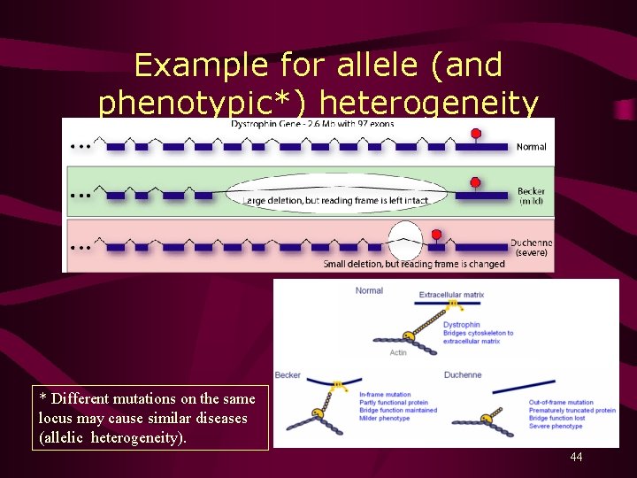 Example for allele (and phenotypic*) heterogeneity * Different mutations on the same locus may