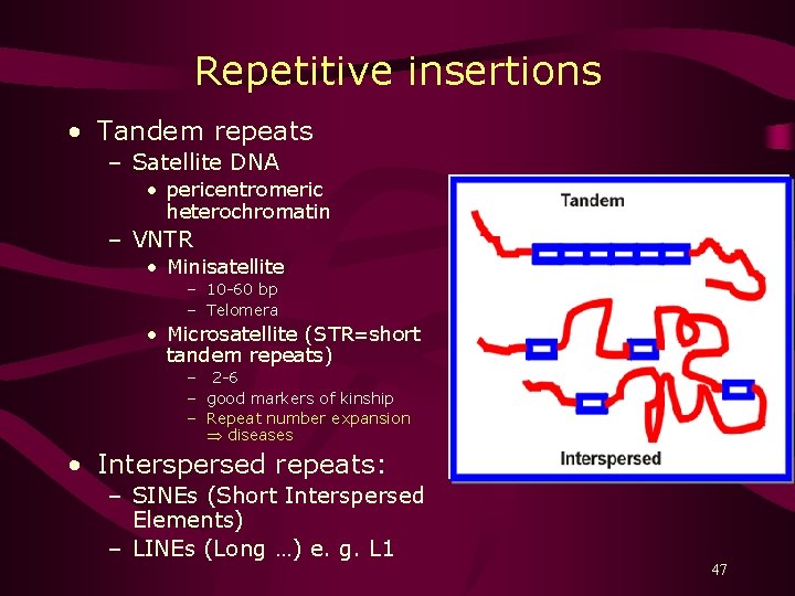 Repetitive insertions • Tandem repeats – Satellite DNA • pericentromeric heterochromatin – VNTR •