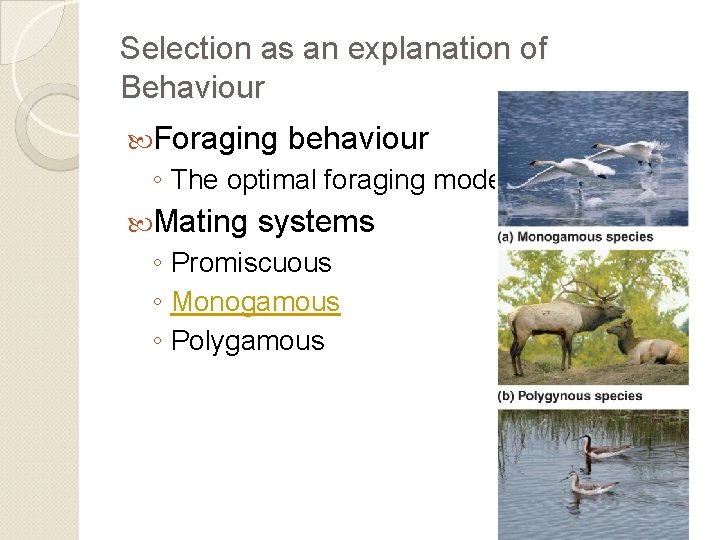Selection as an explanation of Behaviour Foraging behaviour ◦ The optimal foraging model Mating