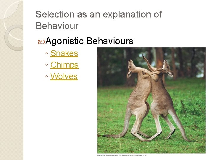 Selection as an explanation of Behaviour Agonistic ◦ Snakes ◦ Chimps ◦ Wolves Behaviours