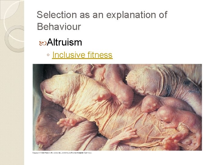 Selection as an explanation of Behaviour Altruism ◦ Inclusive fitness 