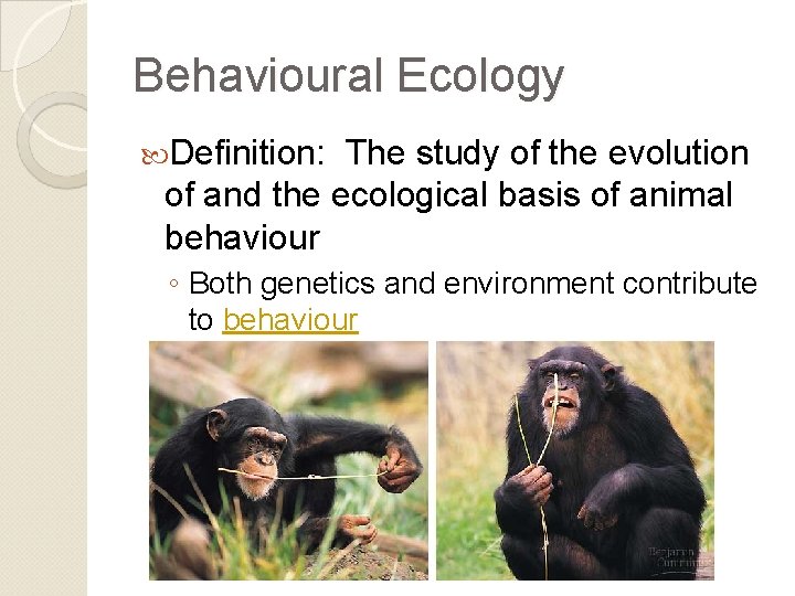 Behavioural Ecology Definition: The study of the evolution of and the ecological basis of