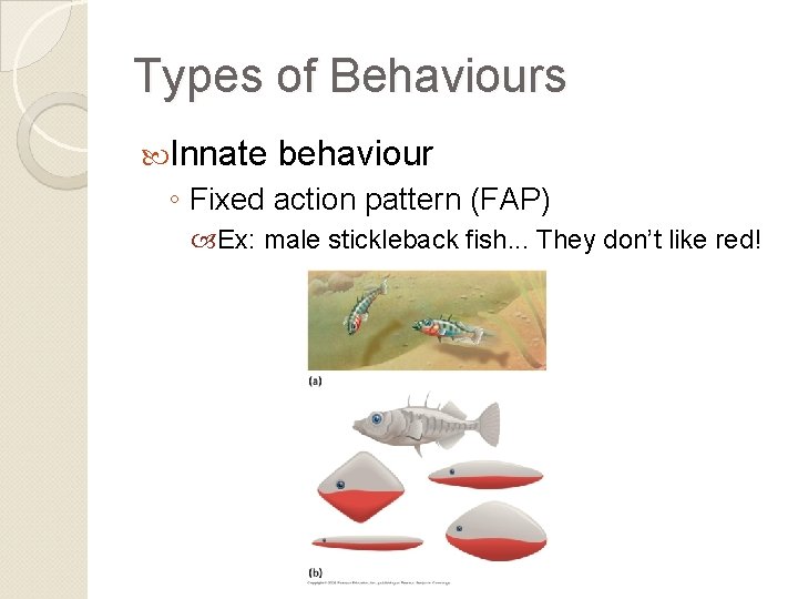 Types of Behaviours Innate behaviour ◦ Fixed action pattern (FAP) Ex: male stickleback fish.