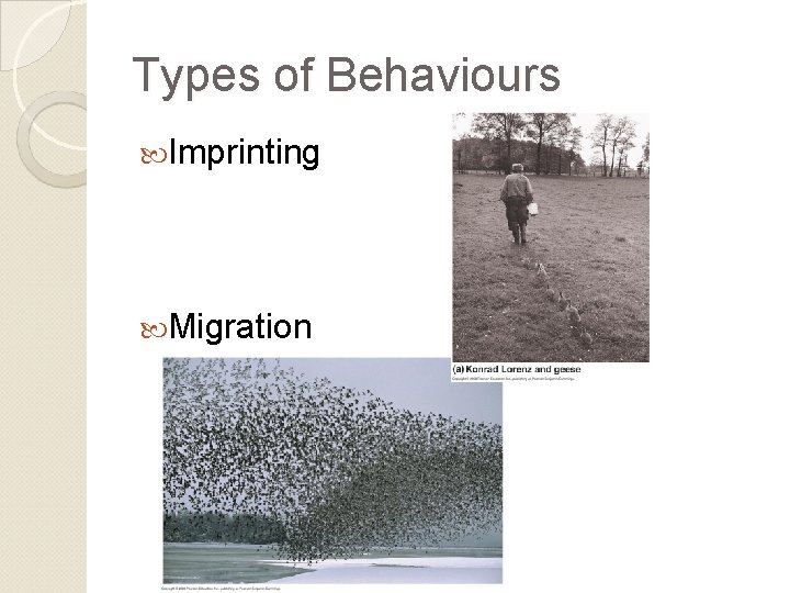 Types of Behaviours Imprinting Migration 