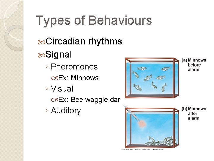 Types of Behaviours Circadian rhythms Signal ◦ Pheromones Ex: Minnows ◦ Visual Ex: Bee