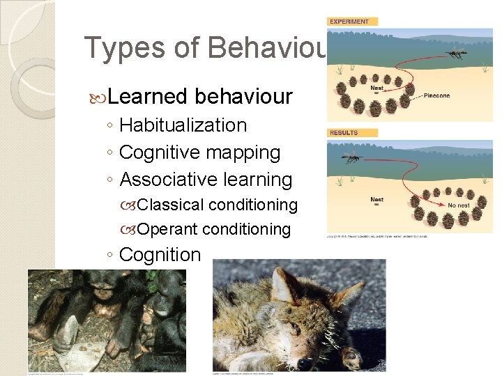 Types of Behaviours Learned behaviour ◦ Habitualization ◦ Cognitive mapping ◦ Associative learning Classical