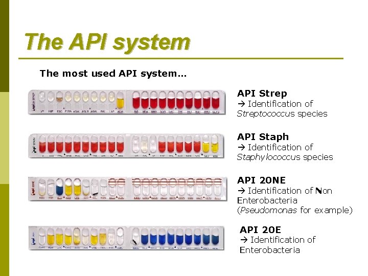 The API system The most used API system… API Strep Identification of Streptococcus species The API system The most used API system… API Strep Identification of Streptococcus species