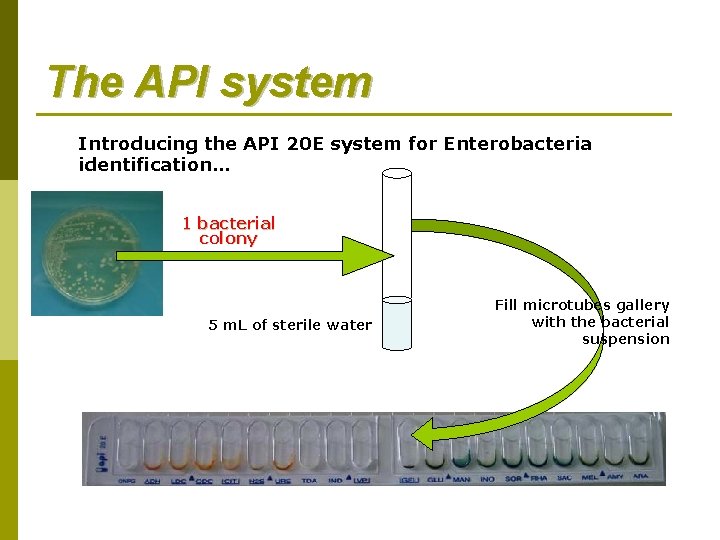 The API system Introducing the API 20 E system for Enterobacteria identification… 1 bacterial The API system Introducing the API 20 E system for Enterobacteria identification… 1 bacterial