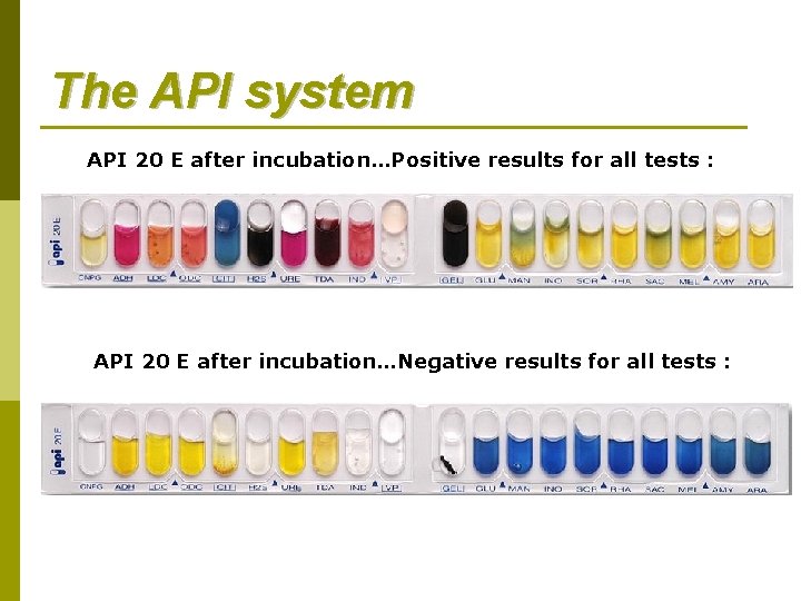 The API system API 20 E after incubation…Positive results for all tests : API The API system API 20 E after incubation…Positive results for all tests : API