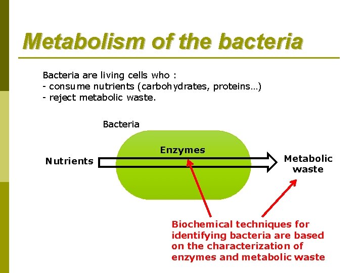 Metabolism of the bacteria Bacteria are living cells who : - consume nutrients (carbohydrates, Metabolism of the bacteria Bacteria are living cells who : - consume nutrients (carbohydrates,