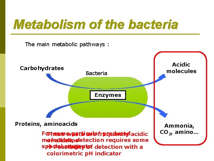 Metabolism of the bacteria The main metabolic pathways : Carbohydrates Bacteria Acidic molecules Enzymes Metabolism of the bacteria The main metabolic pathways : Carbohydrates Bacteria Acidic molecules Enzymes