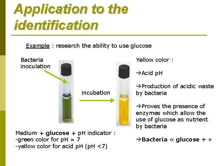 Application to the identification Example : research the ability to use glucose Bacteria inoculation Application to the identification Example : research the ability to use glucose Bacteria inoculation