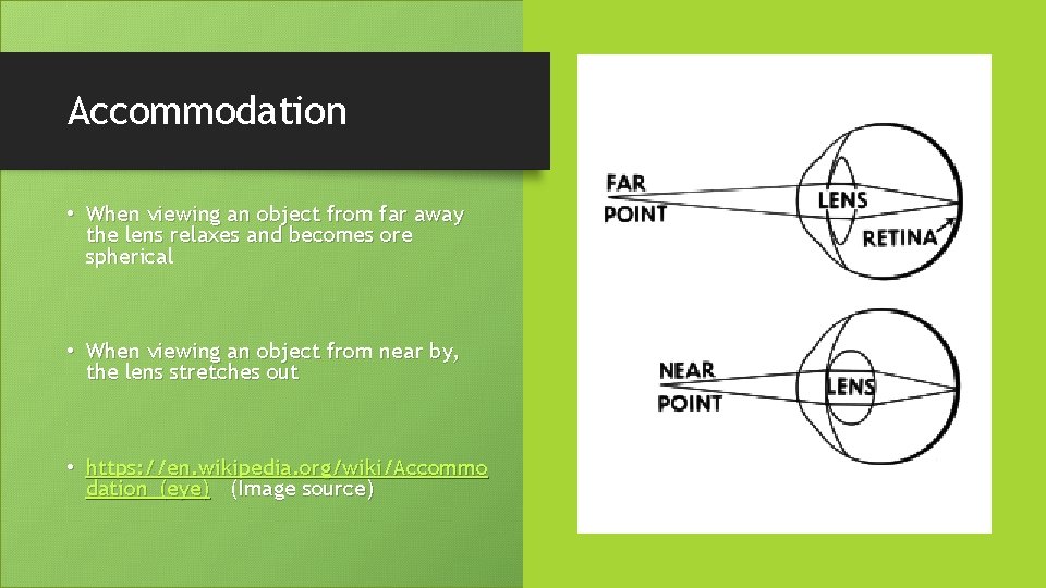 Accommodation • When viewing an object from far away the lens relaxes and becomes